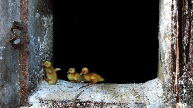 No escape: Ducklings climb out of a stove at a Zhangzhou duck farm, which is culling 400,000 a week.