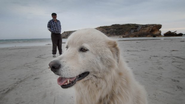 Oddball, the maremma that saved a penguin colony, captured the hearts of the nation.