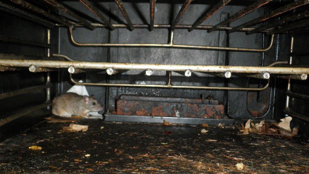 A rat inside an oven at the Shanghai Cuisine Chinese Restaurant.