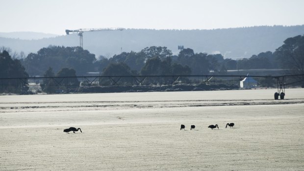 Swans pick through the frost at Canturf in Fyshwick on Canberra's coldest August morning in 20 years.