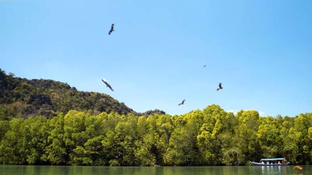 Highlight ... eagles hover over mangroves.