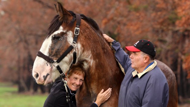 Mane chance: Glenda and John Shannon with bushfire survivor Pippa, their Clydesdale mare.
