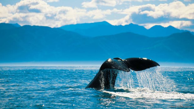Several species of whales live in waters off the coastal town of Kaikoura.