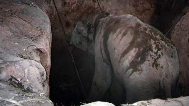 A baby elephant caught in a pit trap in Myanmar.