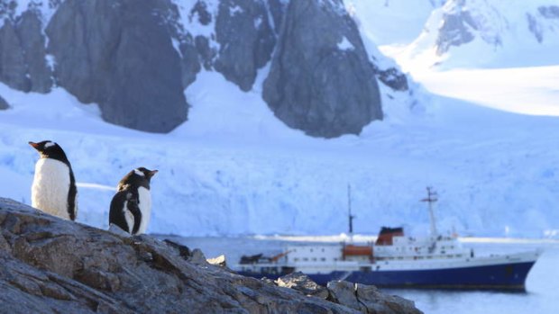 Cold comforts: Penguins are on hand to greet the Antarctic expedition ship MV Ushuaia.
