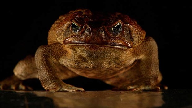 Cane toads have shown remarkable ability to adapt to new conditions.