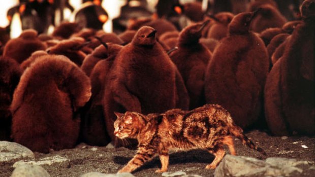 A feral cat roams among baby penguins on Macquarie Island.