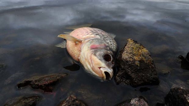 The UNEP report says 90 per cent of water and fish samples were contaminated with pesticides.