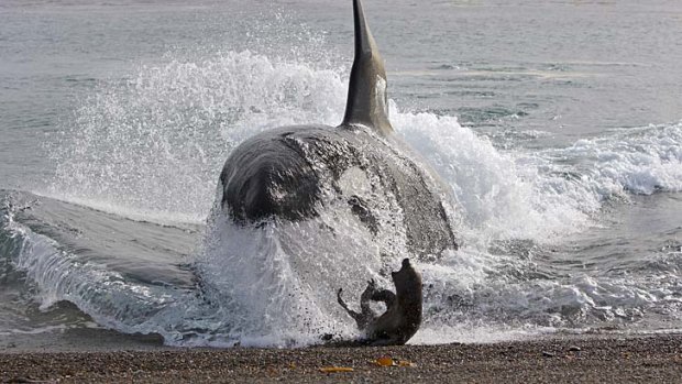 Animal kingdom... an orca beaches itself for a kill.