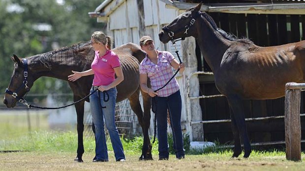 Rescue ... Veronica Langford, left, and Dianne Evans with two of the lucky mares.