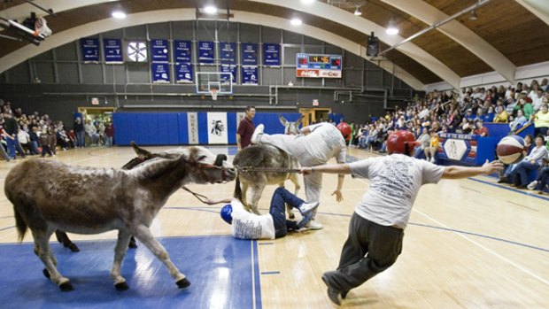 A player tries to pull her donkey as she goes for a loose ball, with other players falling off their mounts, during a donkey basketball event in Moravia, Iowa.
