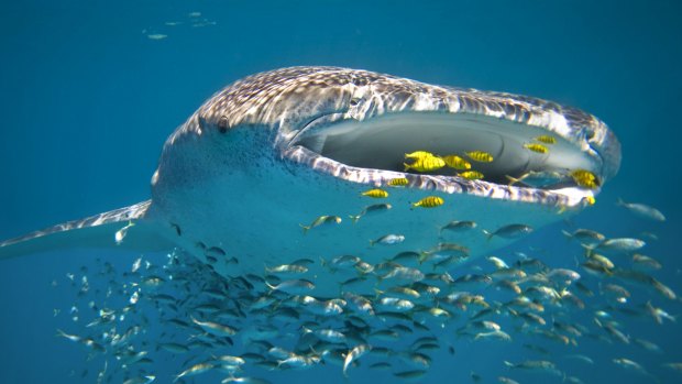 You'll have to be a competent swimmer to swim with a whale shark at Ningaloo Reef, Western Australia.  