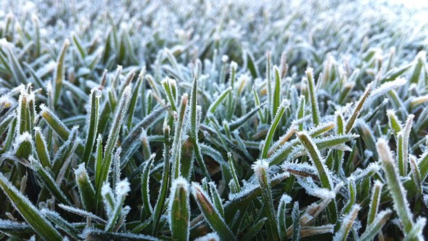 29th August 2012, Canberra Times readers winter photo competition, Adrian Wilson PO Box 163 Curtin ACT 2605 0415850672 'Frost' - taken early morning in early winter 2012 on the lawns of Parliament House. It is a great balance of colour and contrasting shapes. The frost icicles are detailed beautifully on each leaf of grass. photo.JPG