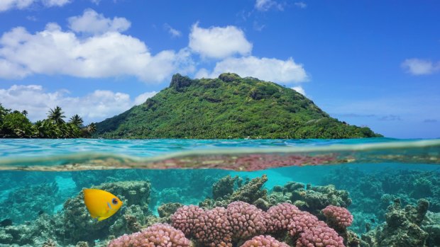 Huahine Island with coral and tropical fish underwater.