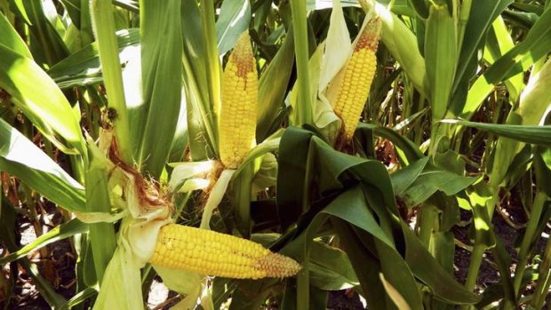 Controversy has erupted over new French scientific research claiming that genetically modified corn and the herbicide Roundup increases the chance of lab rats developing tumours and dying prematurely.