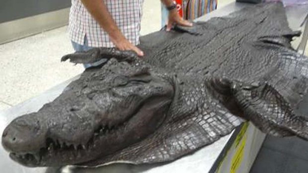 Seized: A crocodile head and skin.