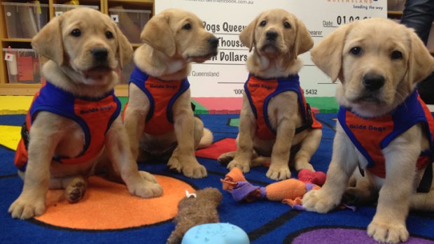 Four seven week old Guide Dogs Queensland puppies show off their new uniforms.