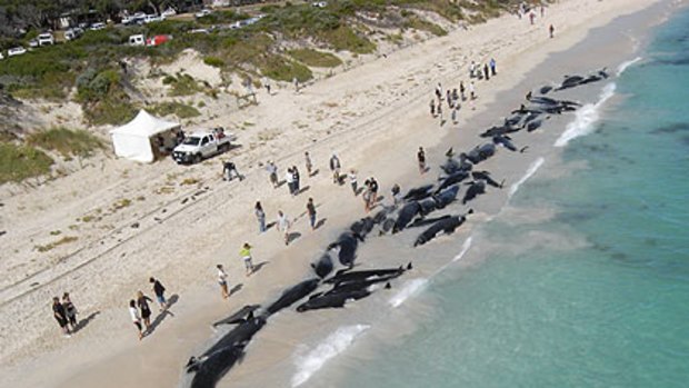 Whales lie along a stretch of beach in WA's South-West following a mass beaching.