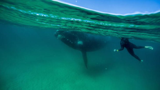 A surfer close up with a Southern Right Whale at Curl Curl beach.
