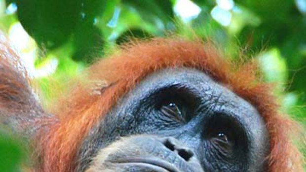 On guard ... one of Sumatra's 4000 remaining orang-utans looks out over the forest.