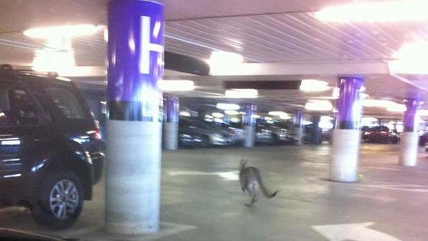 The kangaroo in the airport carpark.