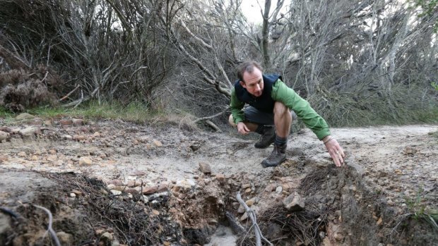 Loved to death: Ian Wells inspects erosion on the Coast Track in the Royal National Park. Wells owns Sydney Coast Walks.