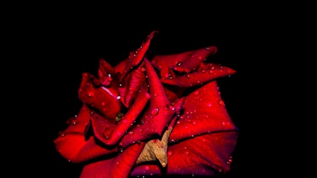 Little Sydney Lives photography competition winner Dibe Chaker's Rose at Night.