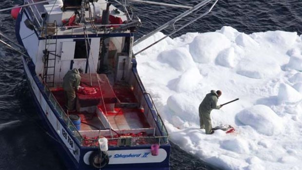 A sealer  clubs a harp seal during the 2010   seal hunt off the coast of Newfoundland.