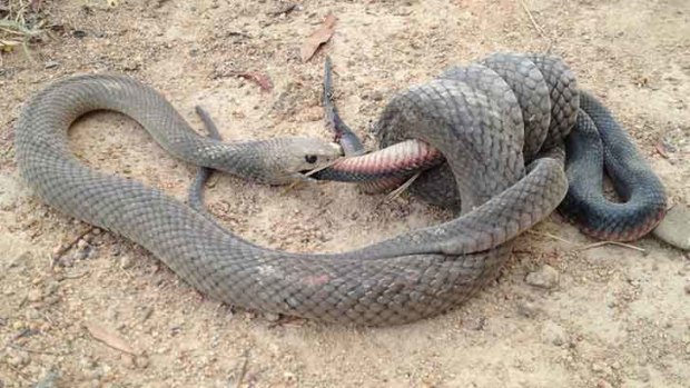 A snake-eat-snake world.... Gavin Fletcher took this photo at Stranger Pond in Bonython.