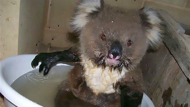 A dehydrated koala seeks relief from Victoria's heatwave on a family's verandah near Geelong.