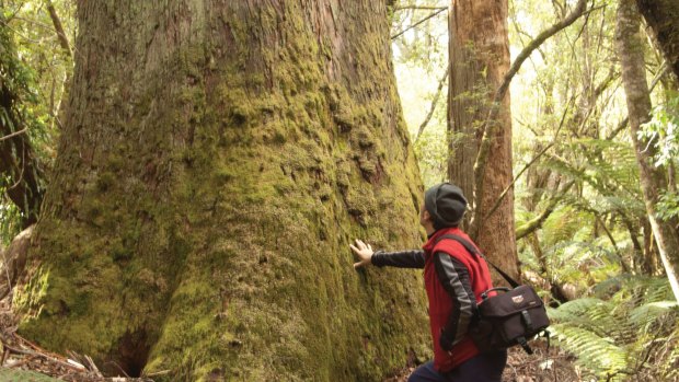 A lodge guest in the  eucalypt forest. 