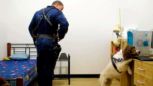Australian police sniffer dogs undergo rigorous training.