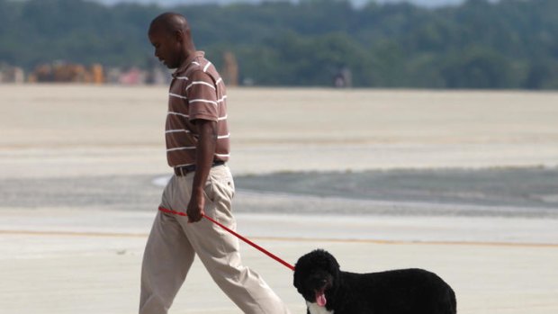 The family dog, Bo, is walked to Air Force One for the holiday trip.