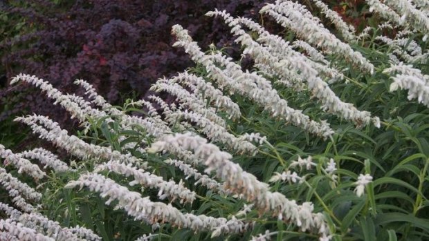 Salvia leucantha from Perennialle Plants. 