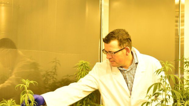 Victoria's medicinal cannabis is on track to be dispensed to children with severe epilepsy next year, Daniel Andrews says.