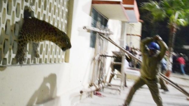 The leopard squeezes through a hole in the wall of the Meerut Cantonment Hospital as an official approaches on Sunday.