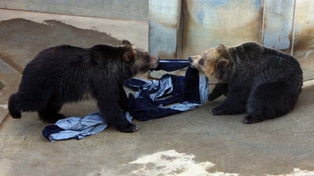 Two bears help rip the denim fabric to shreds inside their enclosure.