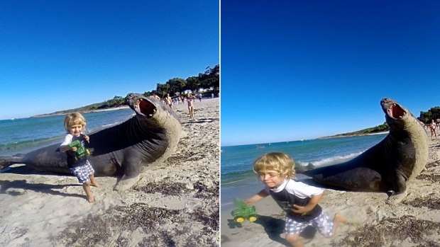 A child makes tracks after getting an elephant seal-sized fright on Meelup Beach, in WA's South West, on Monday.