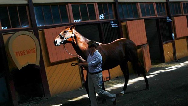 Untested ... a horse  is led before buyers at the Australian Easter Yearling sales yesterday.