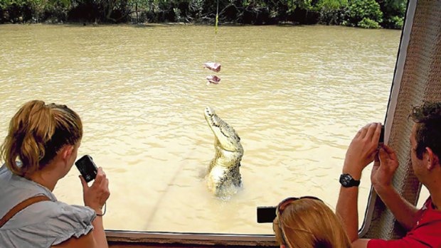A crocodile launches out of the Adelaide River in he Northern Territory.