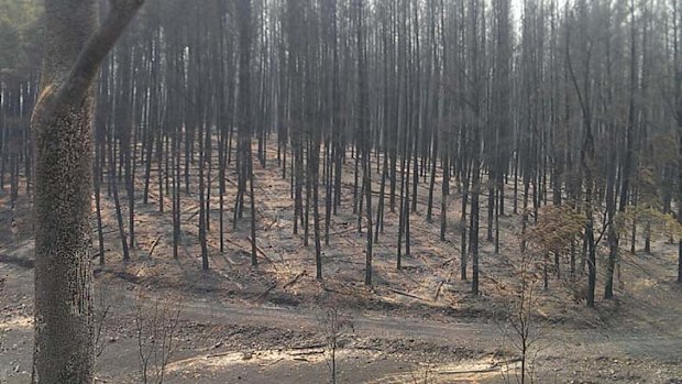 Devastation after a  bushfire burnt out of control near Wagga Wagga.