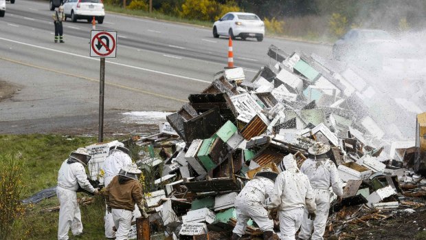Beekeepers attend to the overturned  semi-trailer truck.