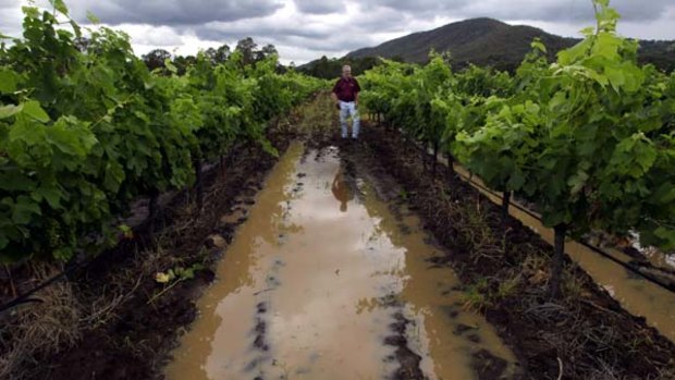 Water, water, everywhere ... John Drayton of Drayton Family Wines fears diseases such as powdery mildew in his vines.