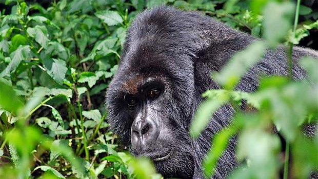 A silverback gorilla in Rwanda.