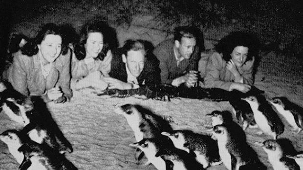 Watching the penguin parade via torchlight during the 1930s.