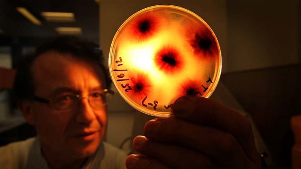 Out from under the microscope &#8230; Len Tesoriero, a plant pathologist at the Elizabeth Macarthur Agricultural Institute, holds a Petri dish containing the fungus Fusarium, which can wilt watermelon.