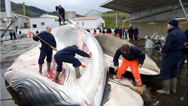 Icelandic whalers cut open a 35-tonne fin whale, caught off the coast of Hvalfjsrour, north of Reykjavik.