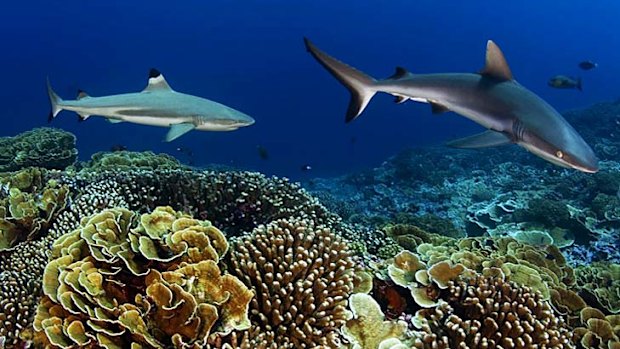 Grey reef shark and blacktip shark hovering over pristine coral reef.