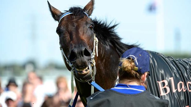 Inducted ... Black Caviar.