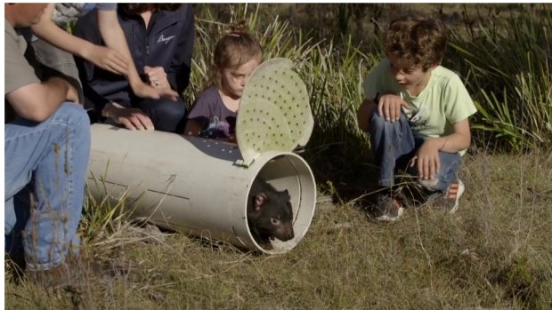 Children help to release a disease-free Tasmanian Devil on the Forestier Peninsula, east of Hobart.